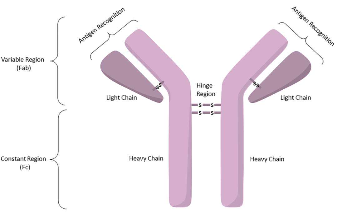 ADC conjugation