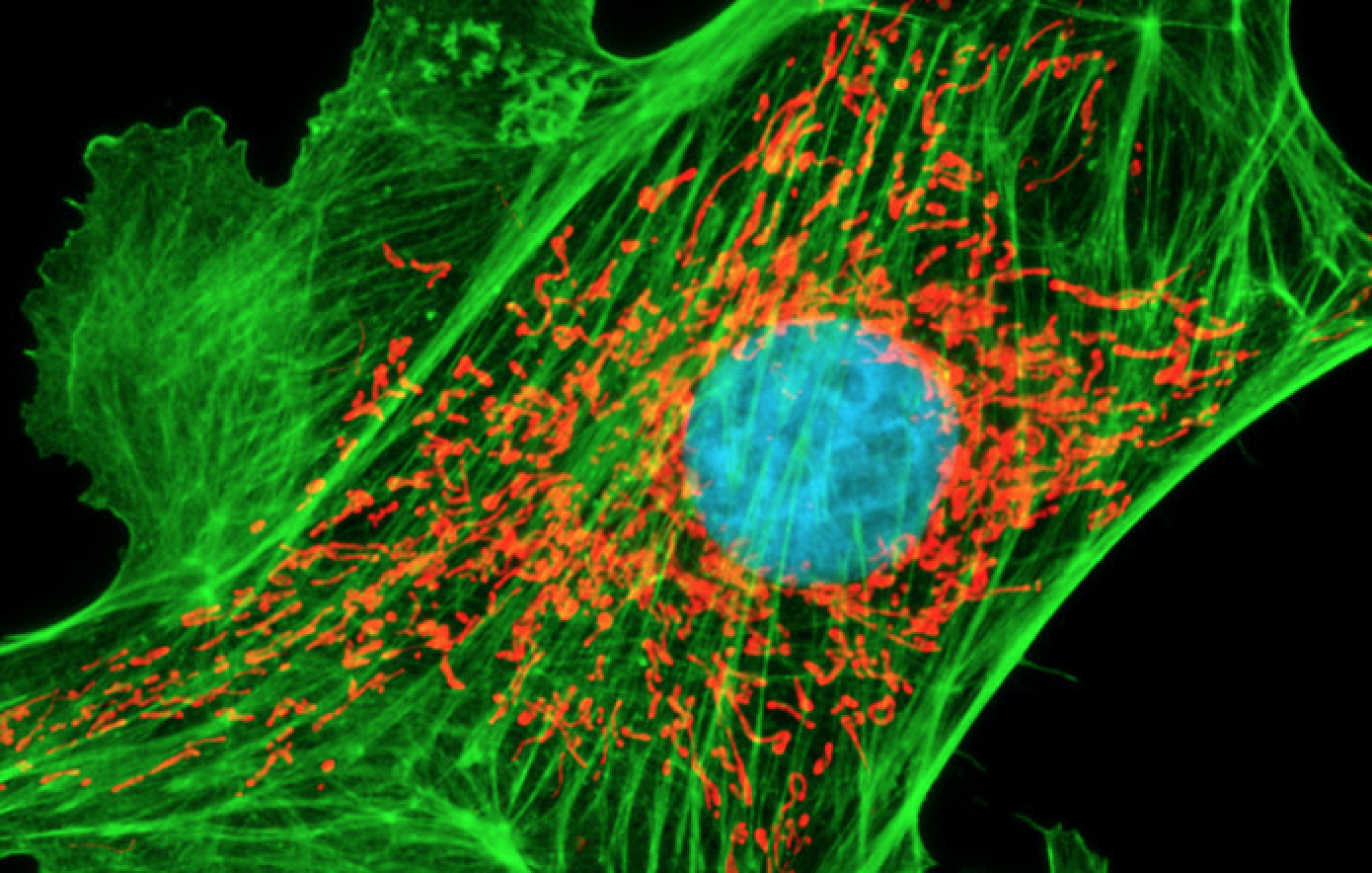 fluorescent dyes