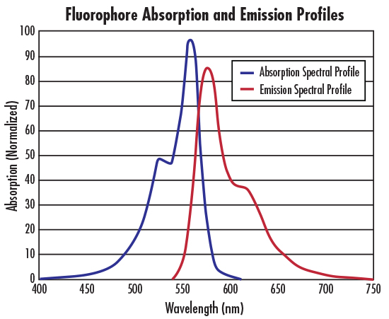 fluorophore