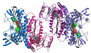 protein structures