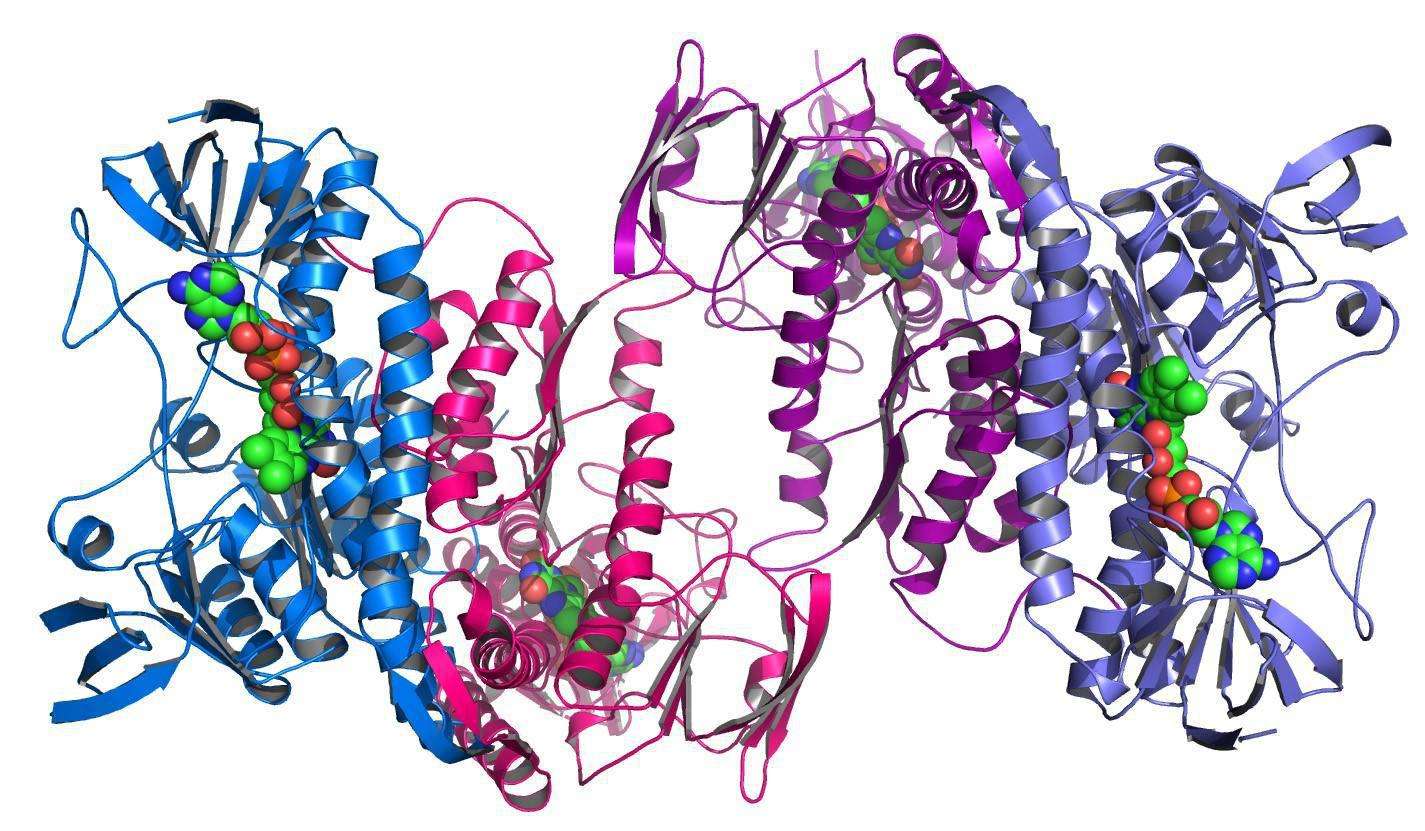 protein structures