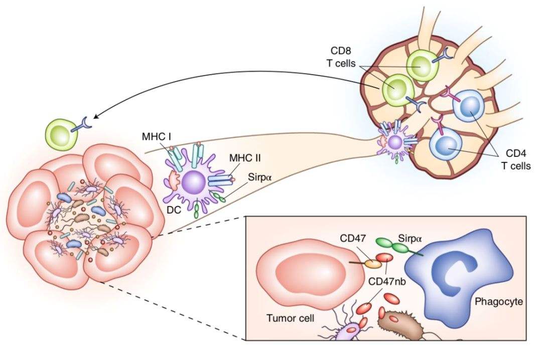 CD47