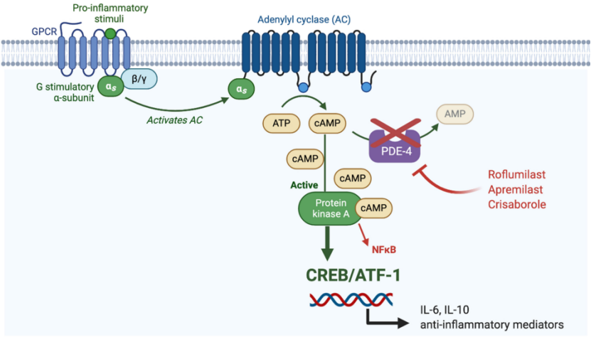 PDE4