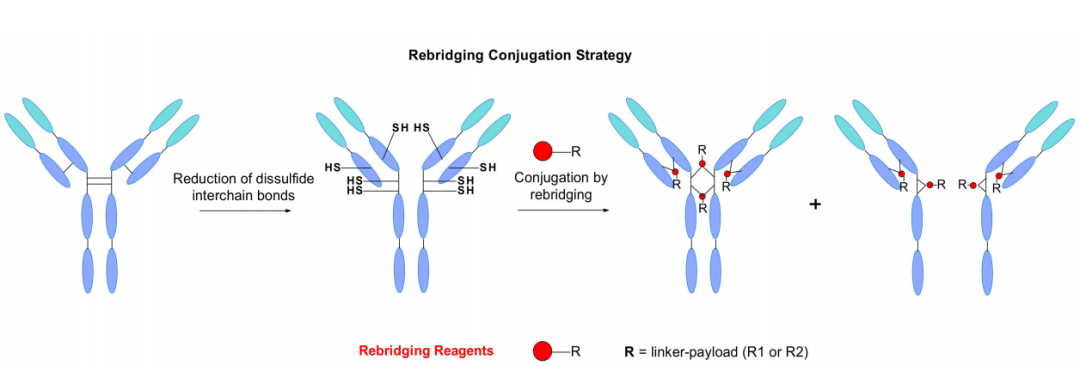 conjugation-5