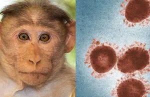 monkeypox