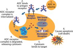 ADC-drug-DDI