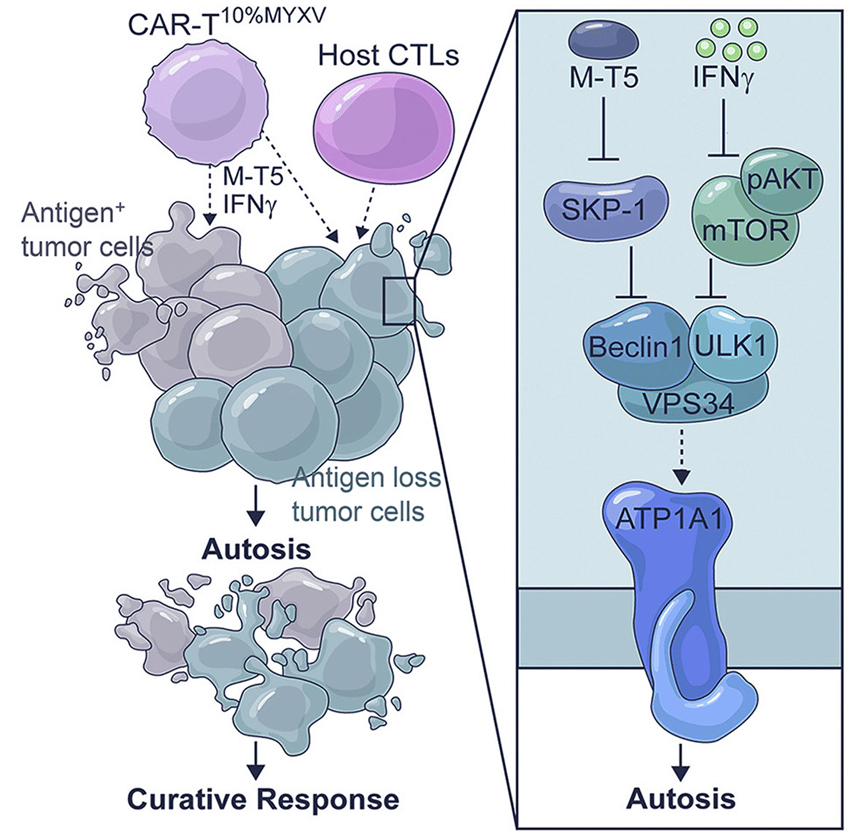 Oncolytic Virotherapy