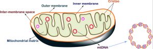 mitochondrial