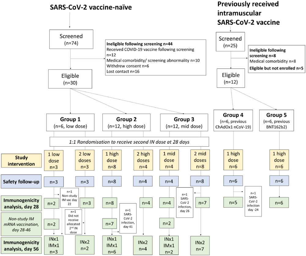 Intranasal vaccination