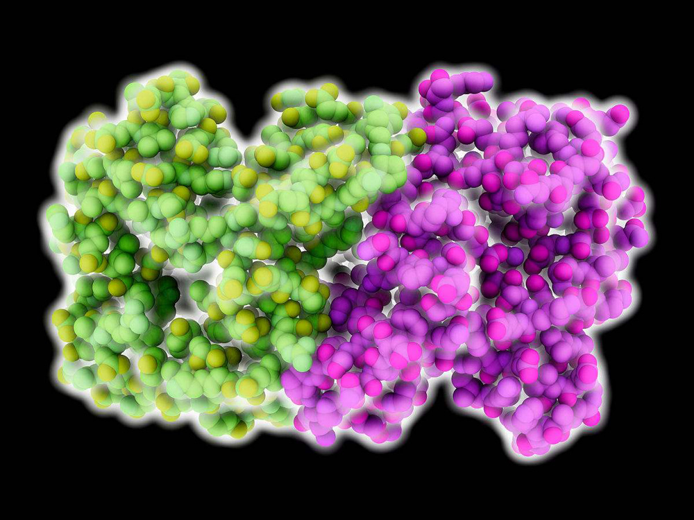 Luciferase