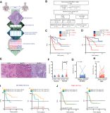 NK cells