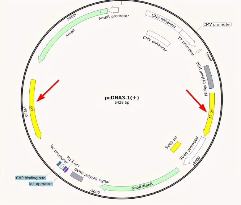 How to read the plasmid map? ADC Technologies