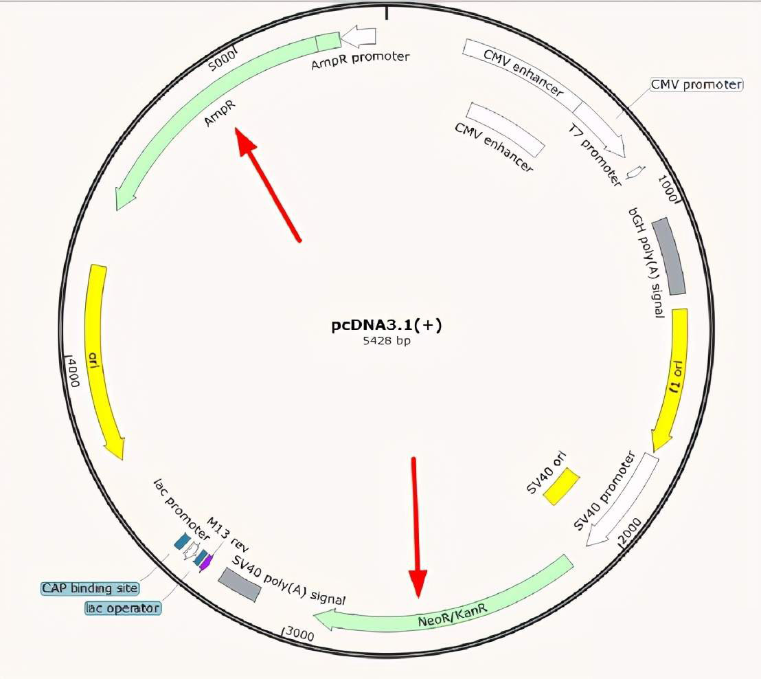 Plasmid-map-2