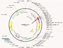 Plasmid-map-3