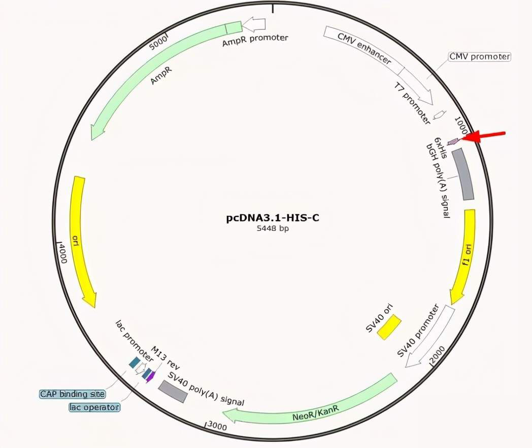 Plasmid-map-4