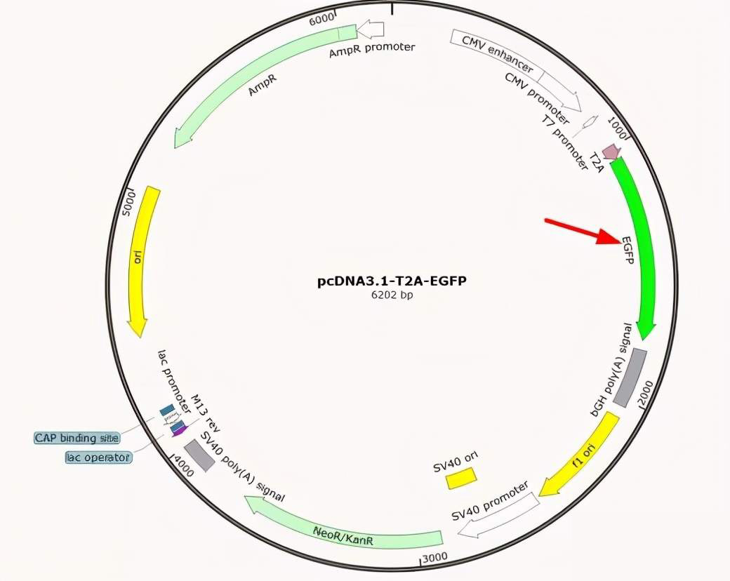 Plasmid-map-5