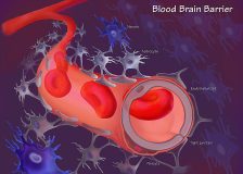 blood-brain barrier