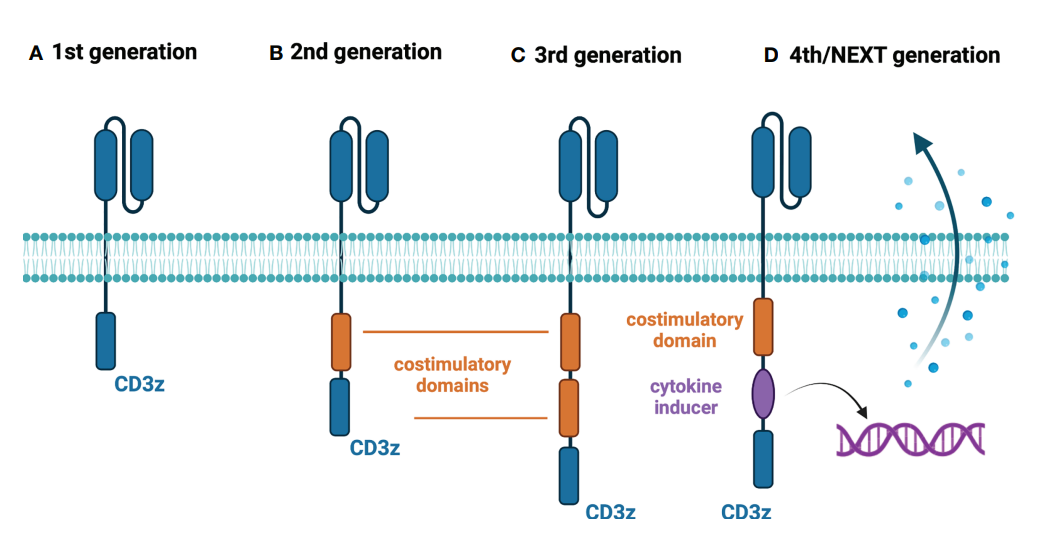 CAR-T cells