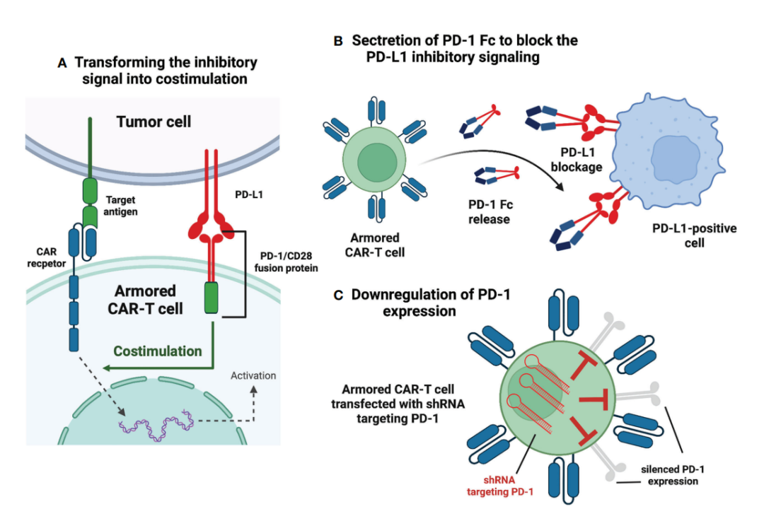 CAR-T cells