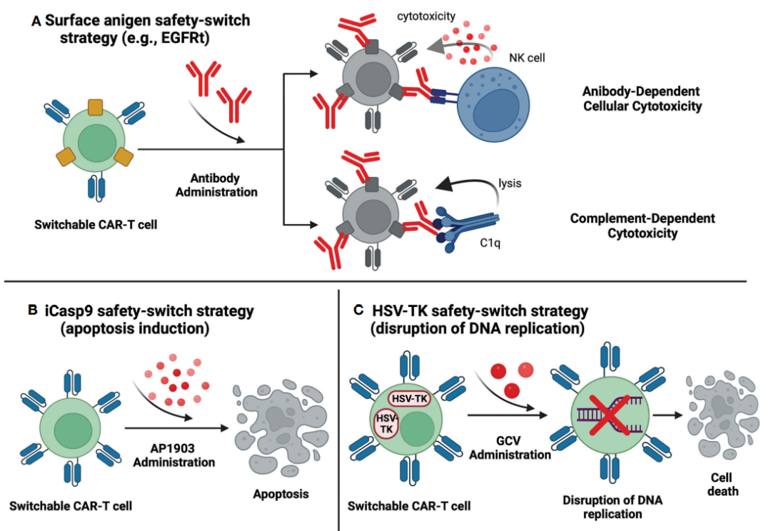 CAR-T cells