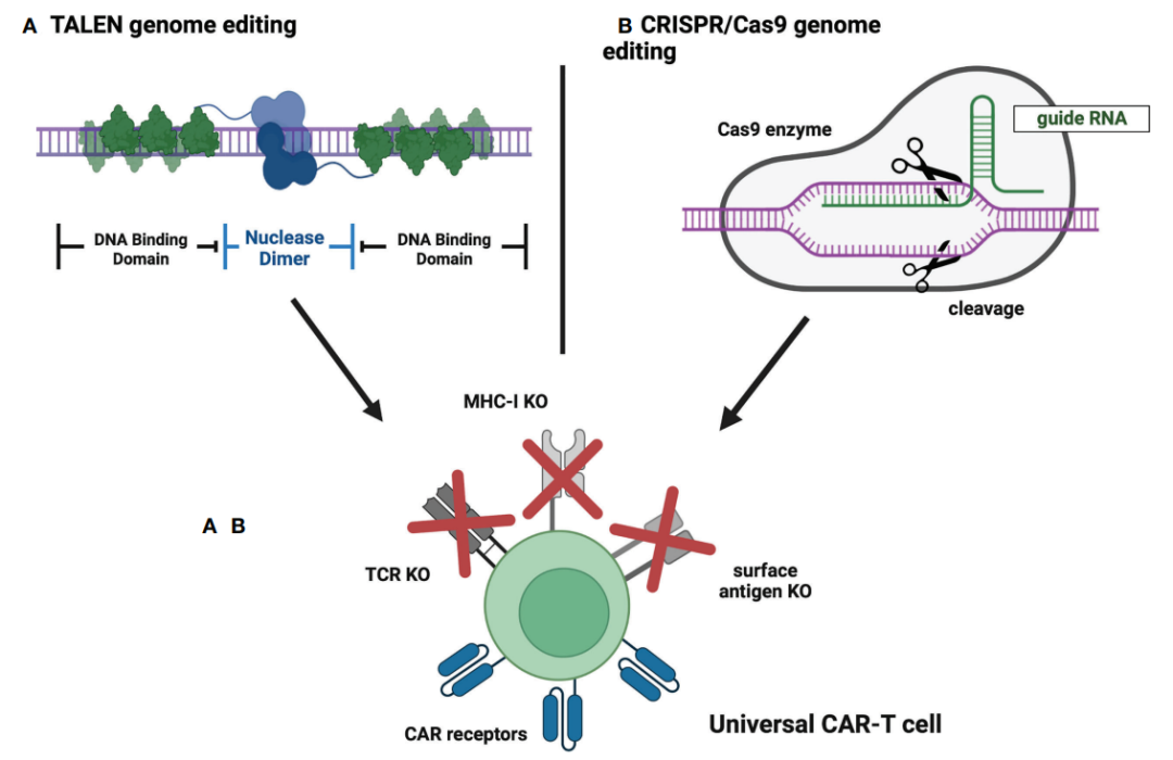 CAR-T cells