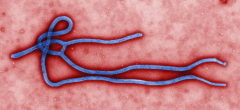 Ebola