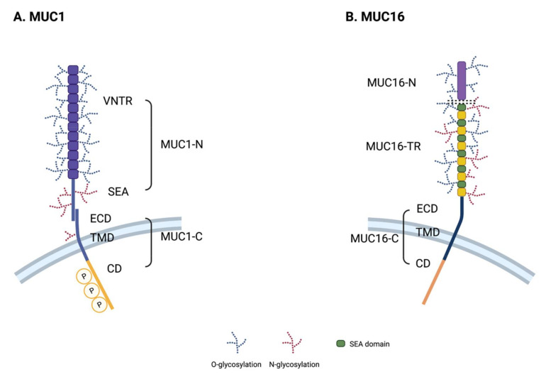 Mucin1-and-Mucin16-1