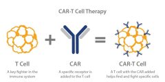 CAR-T therapy